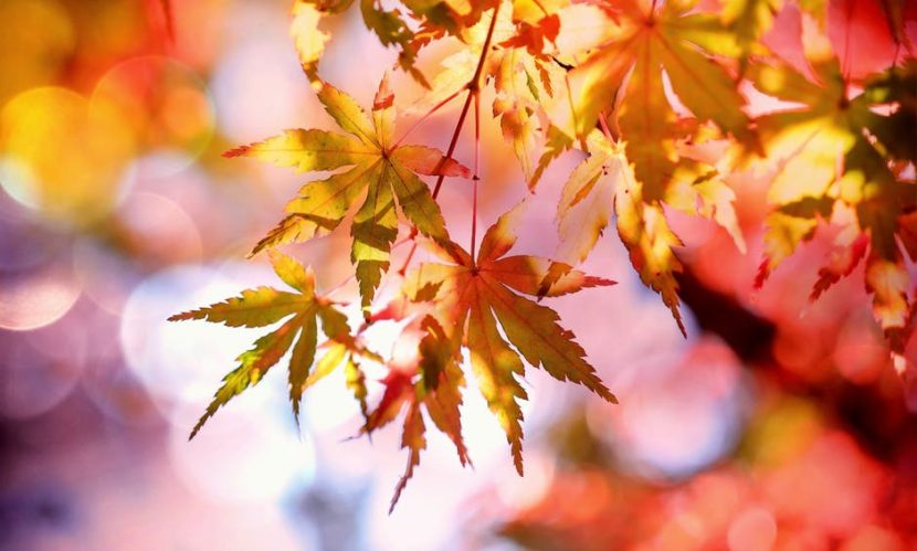Viste el otoño de elegancia y exclusividad